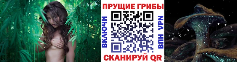 Псилоцибиновые грибы прущие грибы  наркошоп  ссылка на мегу ONION  Амурск 